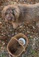 Vente truffes truffière en dordogne recherche truffes du périgord